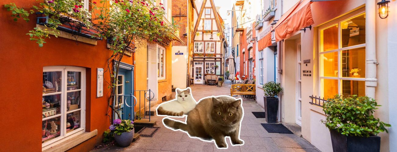 Katzen im Schnoor