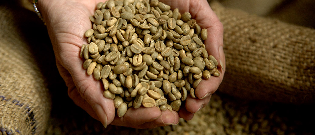 Eine handvoll ungerösteter Kaffeebohnen