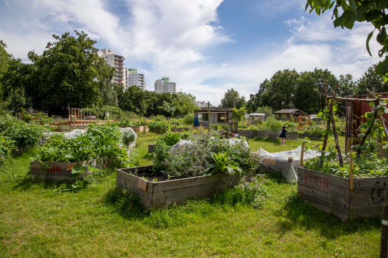 Der Gemeinschaftsgarten Querbeet in Osterholz-Tenever wird von Menschen unterschiedlicher Kulturen bewirtschaftet. Der Gemeinschaftsgarten Querbeet in Osterholz-Tenever wird von Menschen unterschiedlicher Kulturen bewirtschaftet.