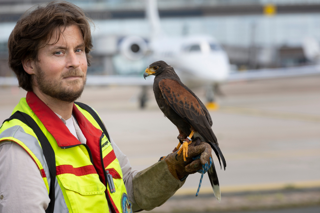 Simon Köcher, Umweltmanager am Flughafen Bremen, mit Wüstenbussard Norbert