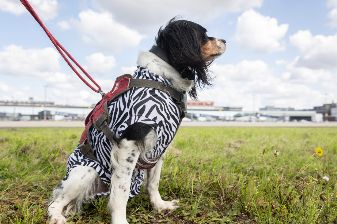 Hündin Hera vergrämt Vögel auf dem Flugfeld