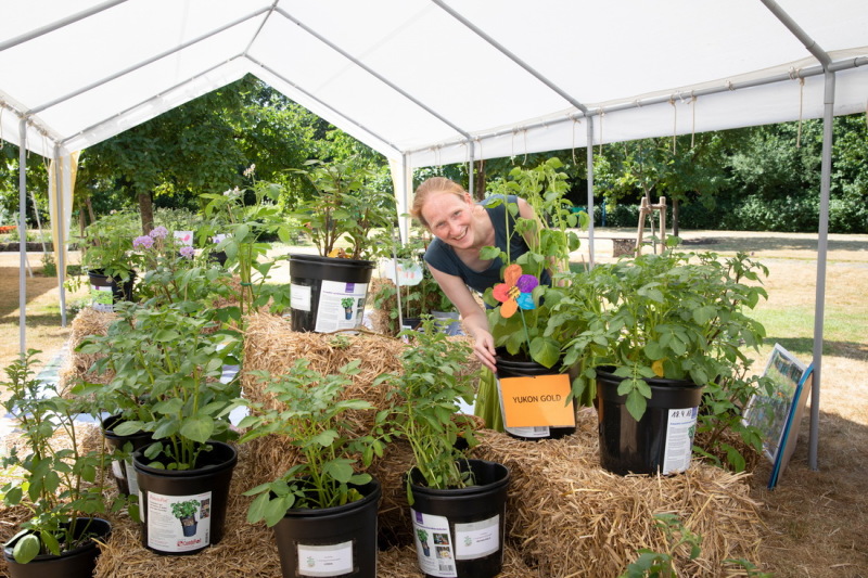 Image: https://www.wfb-bremen.de/sixcms/media.php/63/thumbnails/4_20180608-FlorAtrium-018.jpg.54481.jpg Kartoffel-Vielfalt Svenja Jessen Wissenschaftliche Mitarbeiterin des Grundschulverbandes eV bereitet eine Ausstellung mit Kartoffelpflanzen vor die von Schlern und Schlerinnen in den Schulen gepflanzt wurden