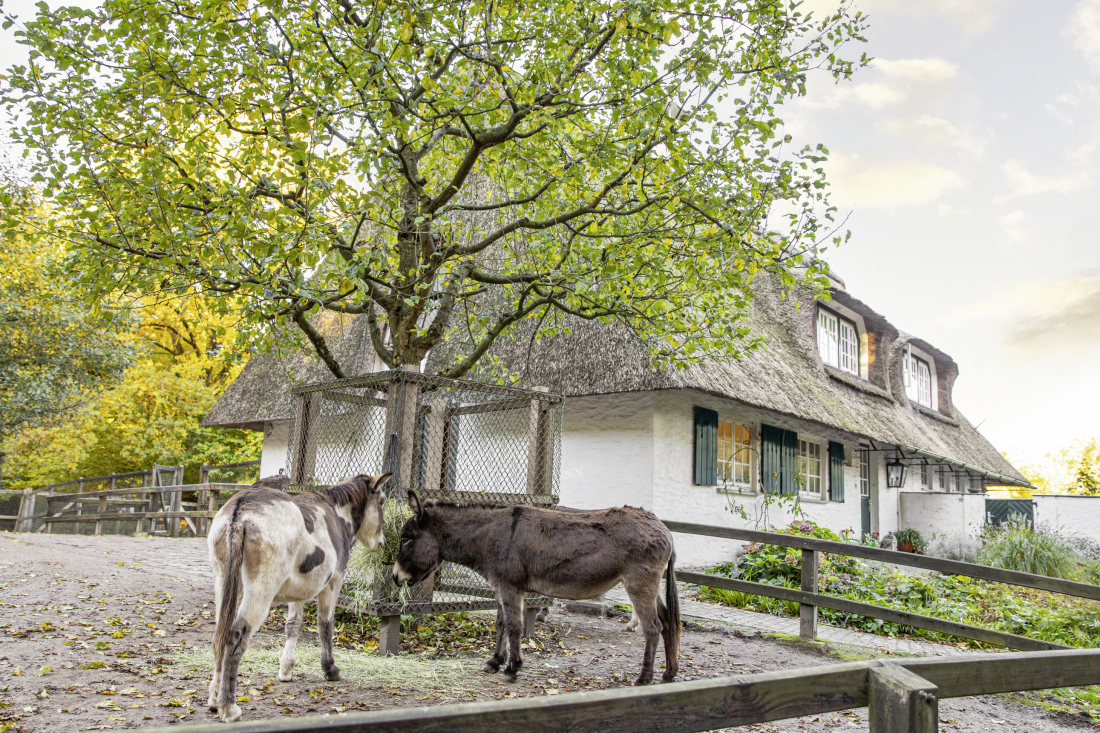 Zwei Esel im Bürgerpark