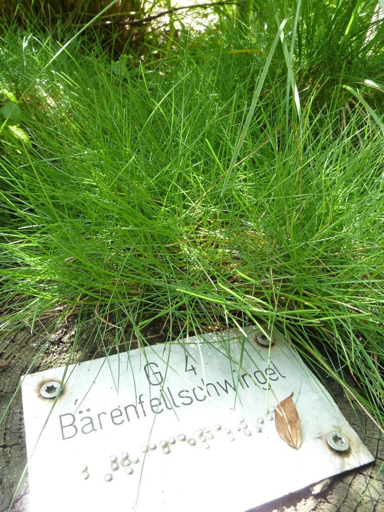 Bärenfellschwingel mit Schild