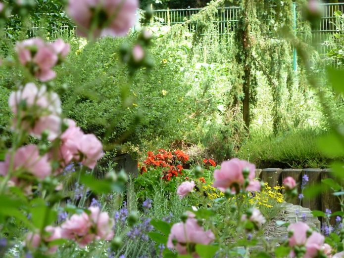 Blumen im Blindengarten Bremen