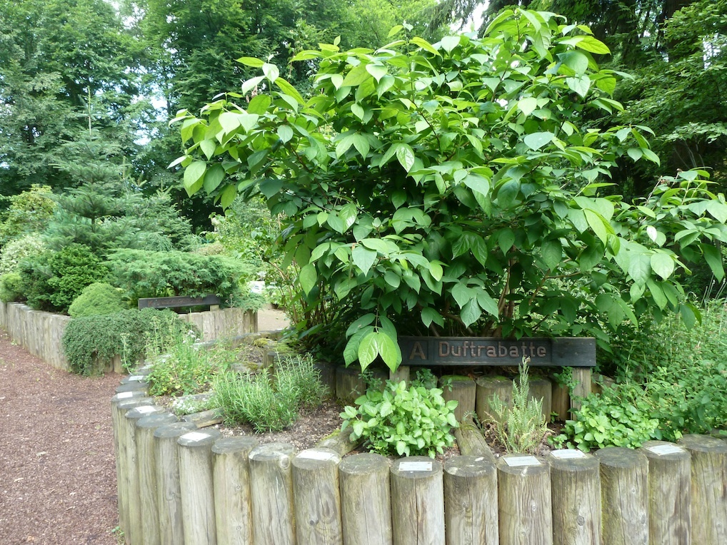 Grüne Pflanzen im Blindengarten