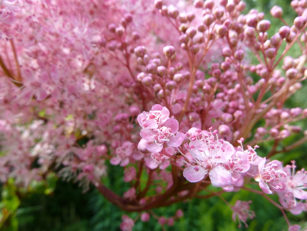 Blüten und Knospen der Mädesüß-Pflanze