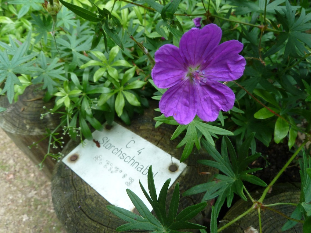 Storchschnabel-Pflanze mit Schild