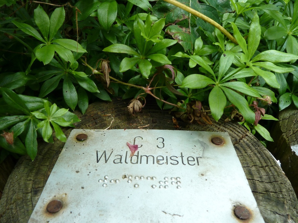 Waldmeister mit Schild