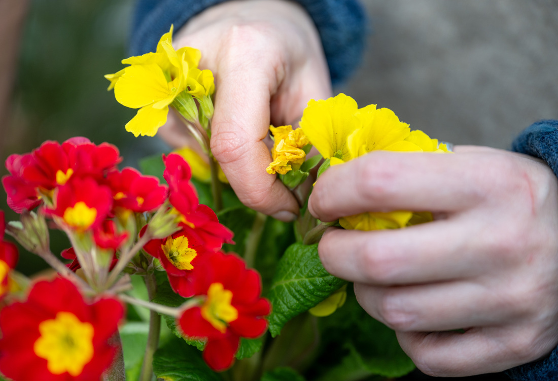 Blumenpflege im Frühling