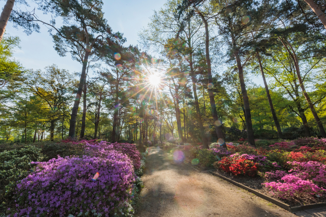 Spring in the Rhododendronpark