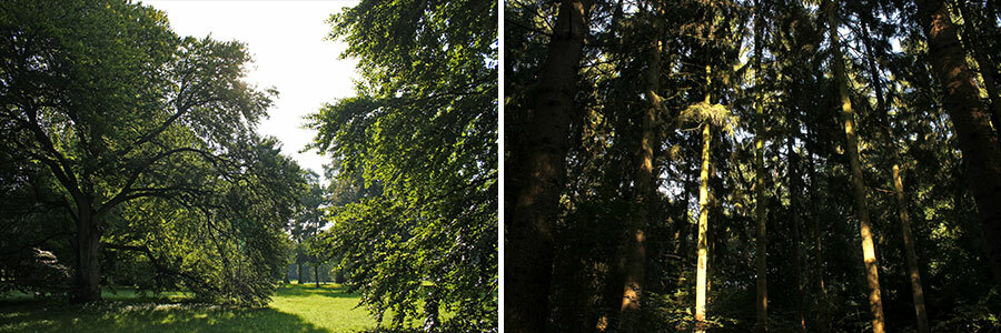 Collage: Trees