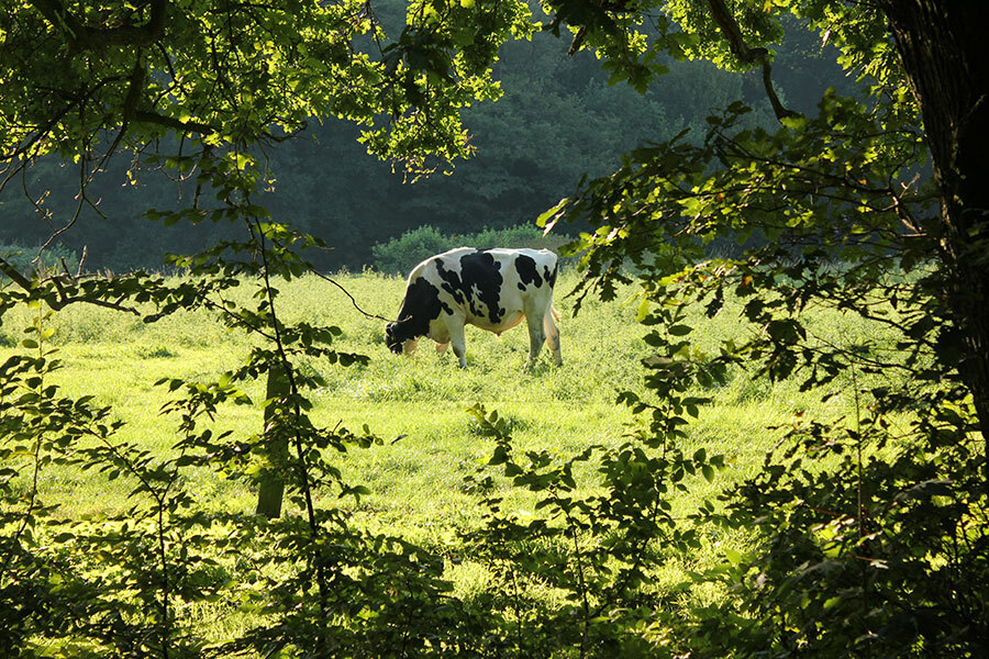 Cow on the pasture