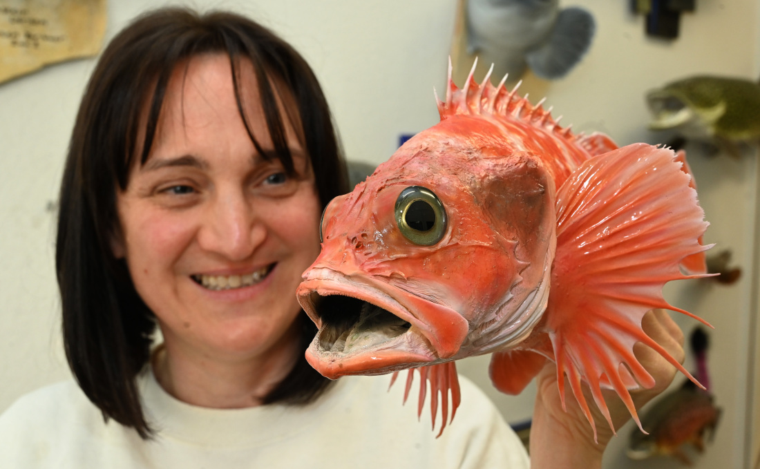 Im Vordergrund ist ein roter Fisch mit fächerartigen Flossen und offenem Maul zu sehen. Er wird von einer lächelnden Frau mit kinnlangen braunen Haaren hochgehalten, die im Hintergrund zu sehen ist.