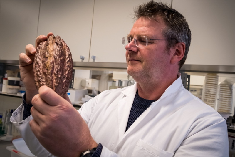 Professor Matthias Ullrich von der Jacobs University Bremen erforscht seit 2014 die Inhaltsstoffe von Kakaofrüchten.