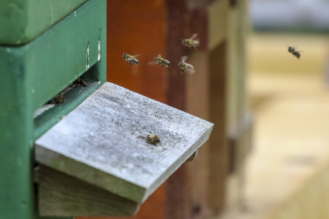 Ein Minicomputer im Bienenstock erfasst die Messdaten zu Temperatur, Luftfeuchtigkeit, Akustik und der Luftströmung am Flugloch.