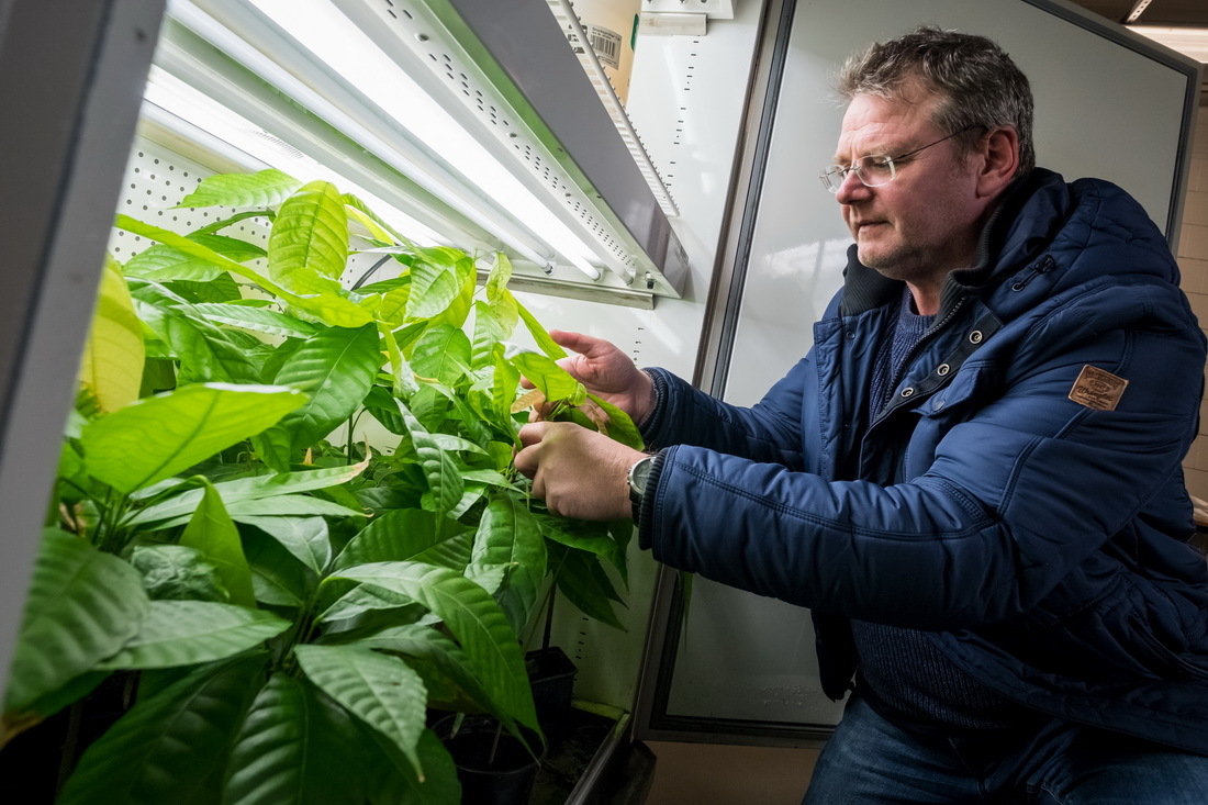 Die Kakaofrucht hat rund 20.000 Moleküle – mehr als alle anderen Nutzpflanzen. Professor Matthias Ullrich ist einer der drei Leiter des Forschungsprojekts „Cometa“, bei dem sich alles um die Kakaobohne dreht.