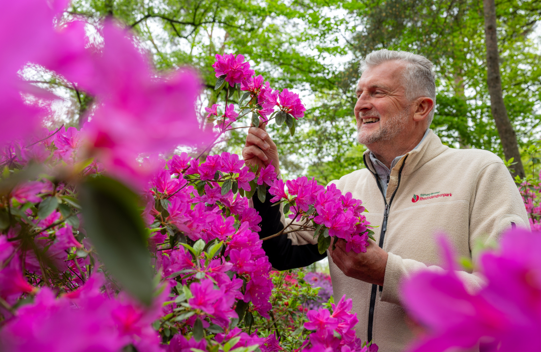 Ein Mann (Hartwig Schepker) hält lächelnd die großen, rosa Blüten eines Rhododendron in den Händen.