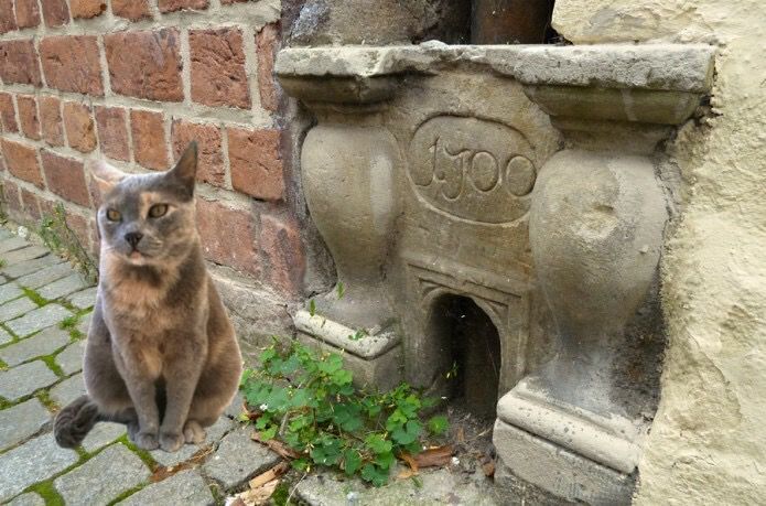 Eine Katzentür im Schnoor mit Katze Eine Katzentür im Schnoor mit Katze