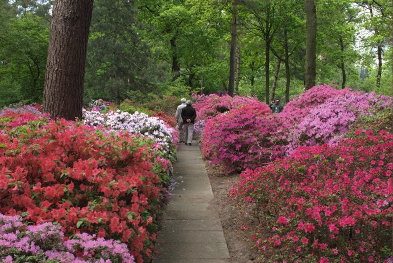 Unsere Botanische Schatztruhe Der Rhododendron Park Bremen Wfb