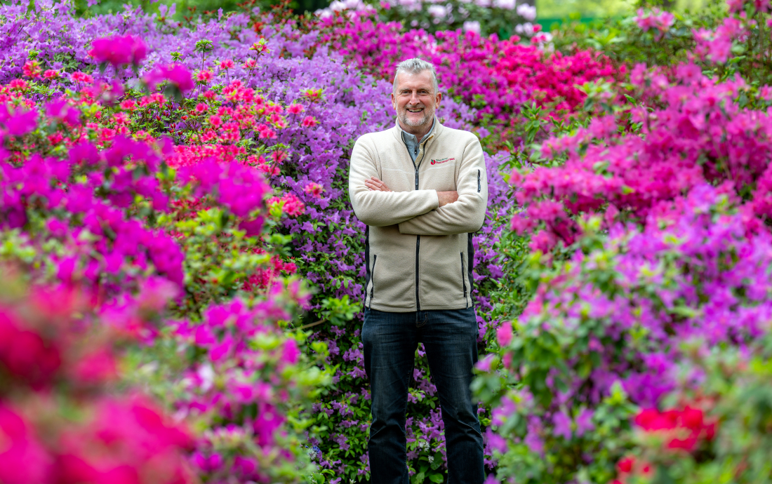 Ein Mann (Hartwig Schepker) steht inmitten von blühenden Rhododendren.