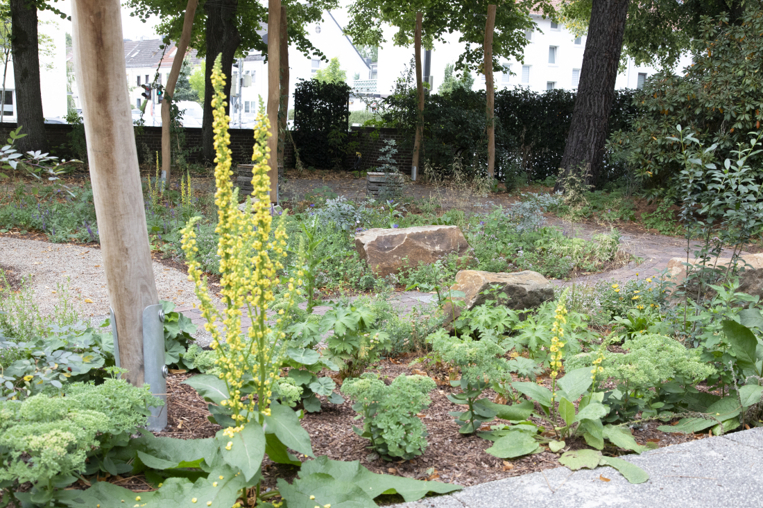 Blick in einen naturnahmen Garten: Kleine Kieswege führen durch Beete, in denen eine gelb-blühende Pflanze steht.