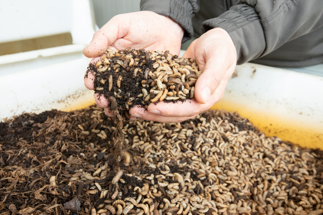 The larvae grow for ten to 15 days on a substrate of organic waste. After that, they are large enough and are dried. 