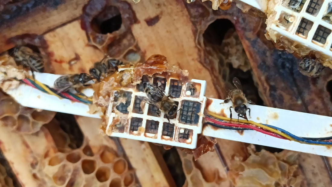 Nahaufnahme Sensor mit Bienen