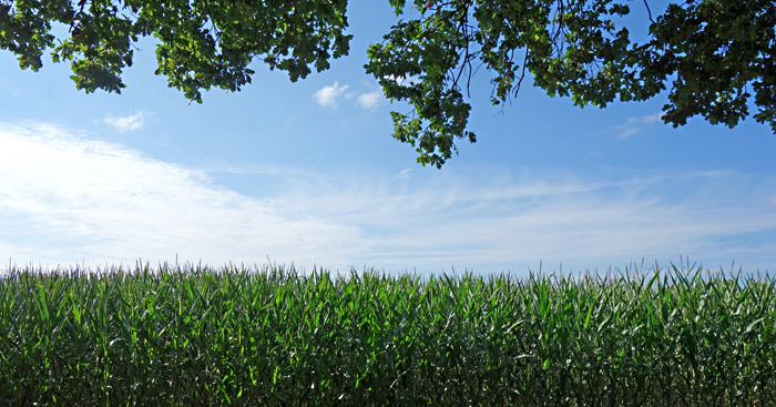 Ein Maisfeld unter blauem Himmel.