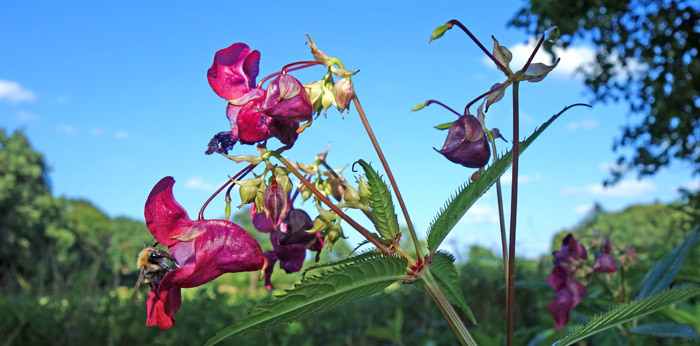 Blüten und Bienen