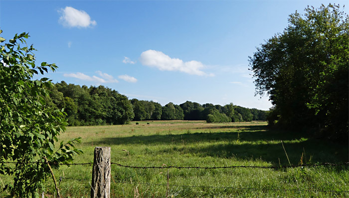 Eine Weide bei schönem Wetter.