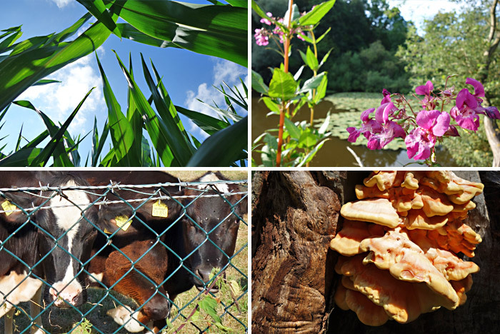 Collage: Maisfeld, Blüten, Kühe und Baum-Porling.