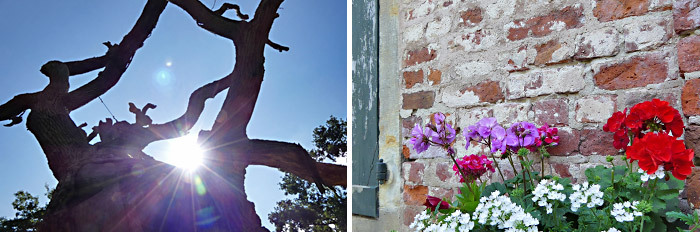 Collage: Blumen außen am Schloss Schönebeck