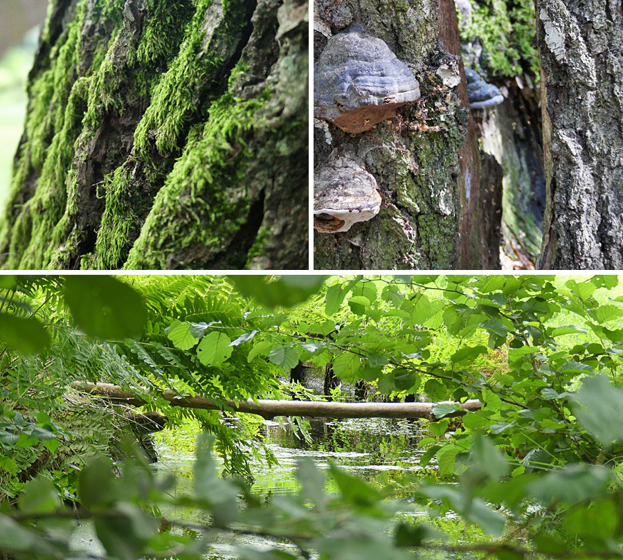 Collage Zauber der Natur