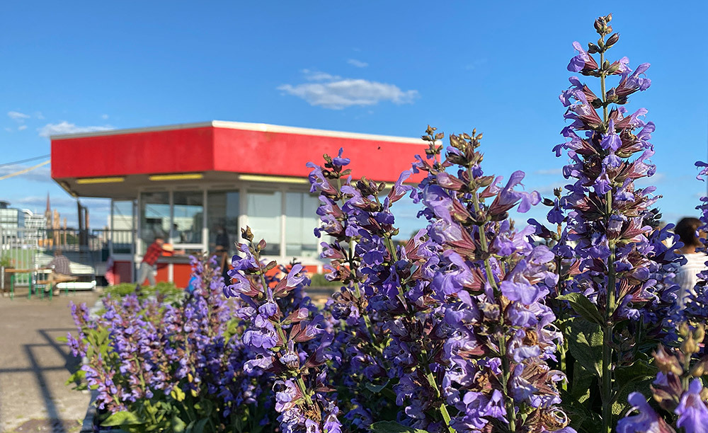 Im Vordergrund Blumen, im Hintergrund die Bierbude