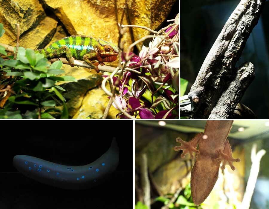 Collage: Ein Chamäleon, ein Ast, eine leuchtende Banane und ein Gecko