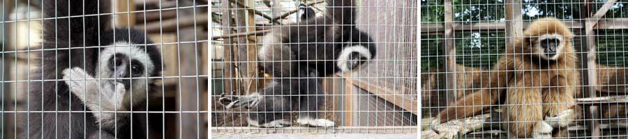 Collage: Gibbons im Käfig
