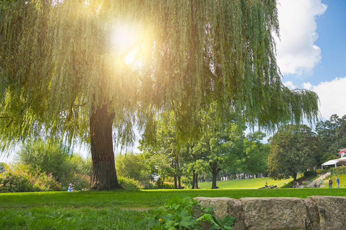 Grüner Park