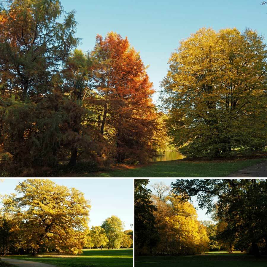 Collage: Baumfärbung im Herbst