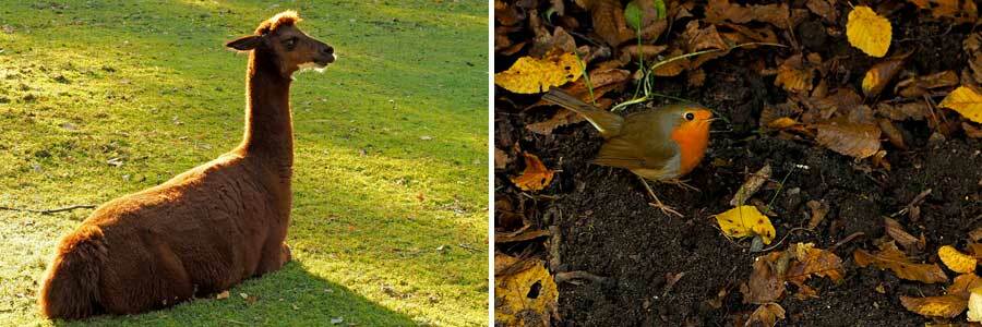 Collage: Alpaka liegt auf einer Wiese und Rotkehlchen im Laub