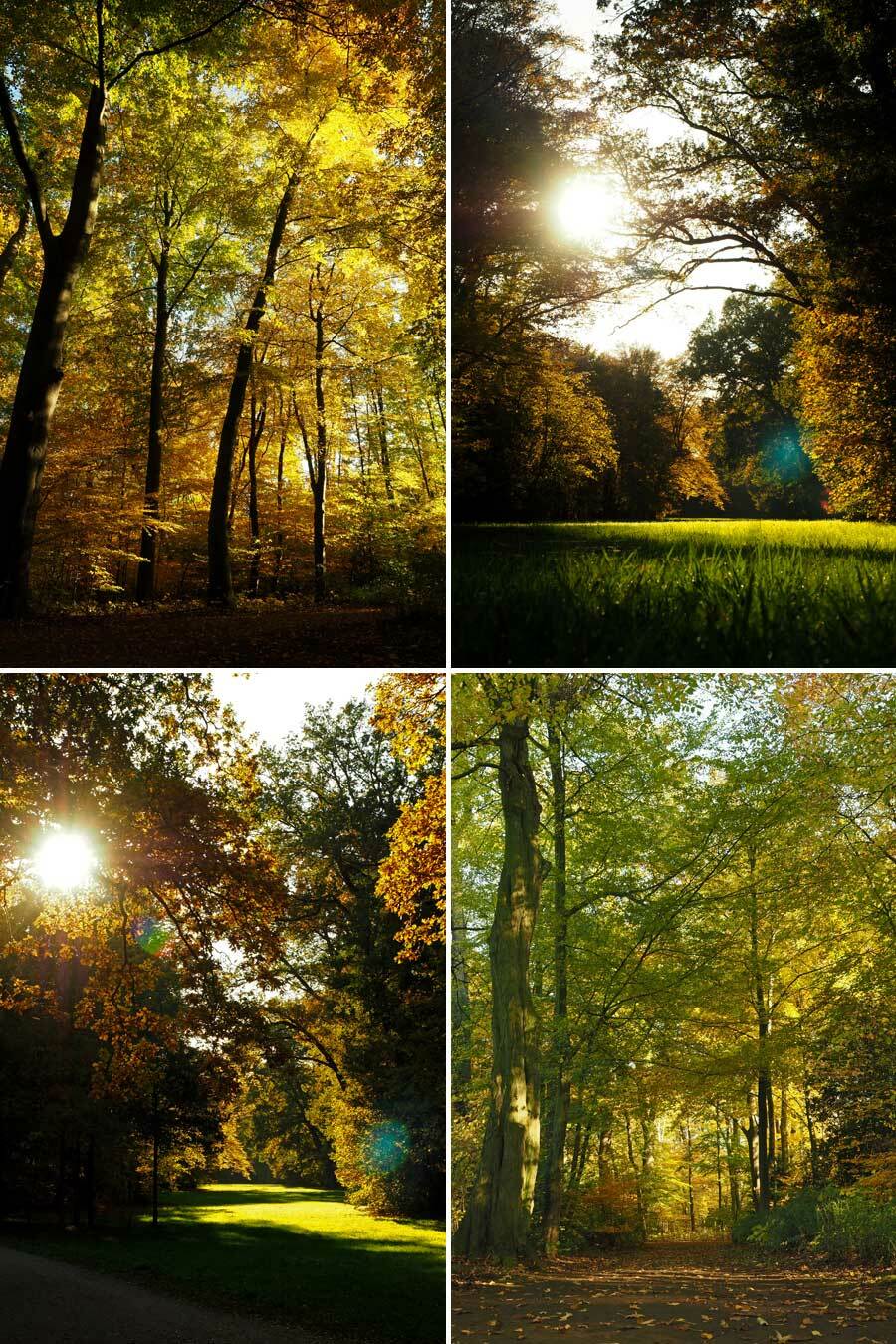 Collage: Sonne scheint durch die Bäume in den Wald