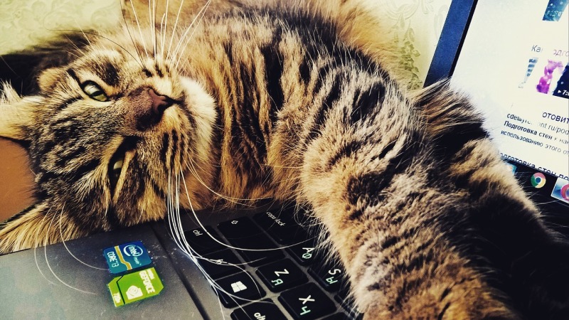 Katze auf Computer Katze auf Computer