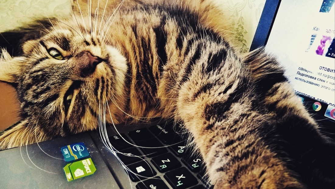 Katze auf Computer