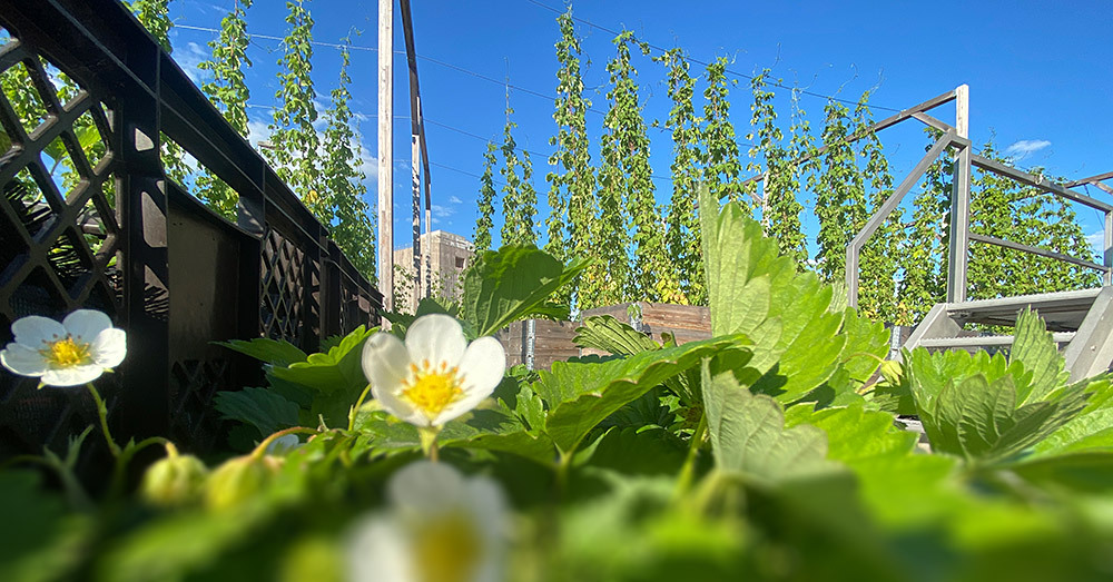 Erdbeerpflanzen und Hopfen in der Gemüsewerft