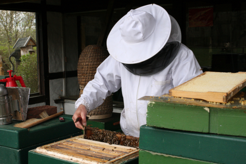You can watch the members of Bremer Imkerverein von 1875, the local beekeeping society, at work at Lür-Kropp-Hof farm in Bremen-Oberneuland. 