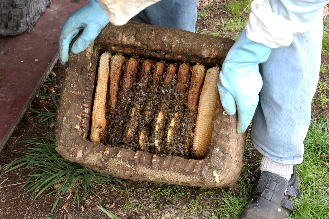 Die Imkerinnen und Imker des Bremer Imkervereins pflegen die Tradition, indem sie neben modernen Beuten auch klassische Bienenkörbe einsetzen. 
