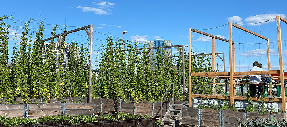 Hopfen-Anbau im Biergarten