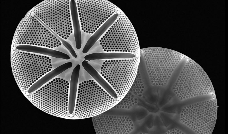 Diatoms are nature’s experts in lightweight construction and are a much-used model for bionics