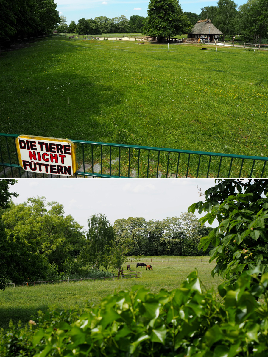 Collage: Tiere auf der Koppel