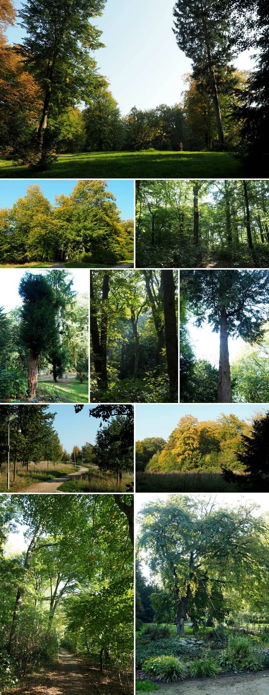 Collage: Bäume auf Parkflächen und in Waldabschnitten